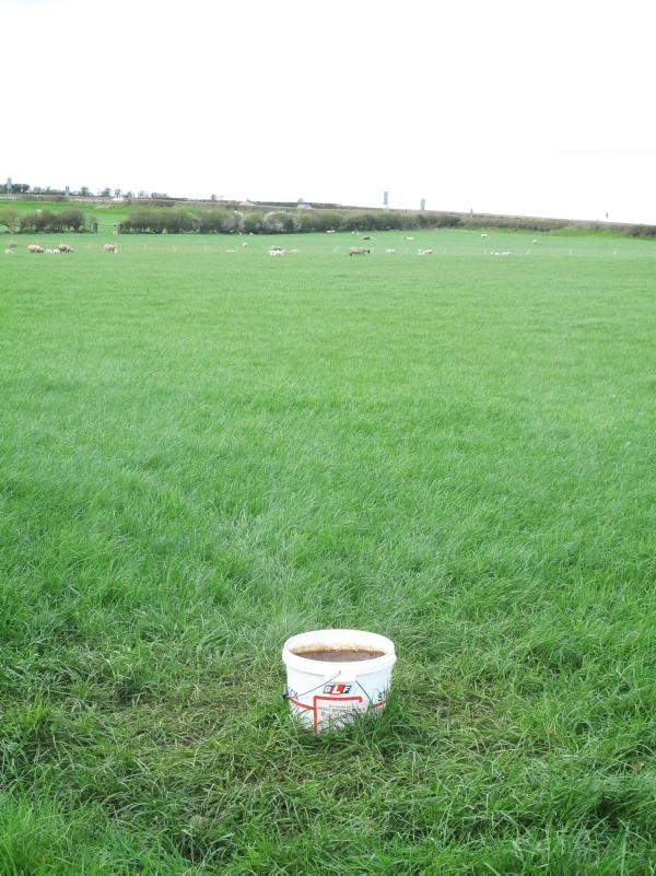 322 ewes give birth to more than 700 lambs 322 ewes give birth to more than 700 lambs