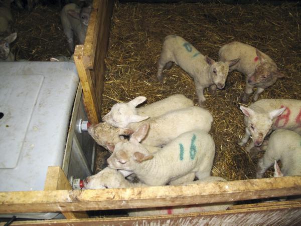 322 ewes give birth to more than 700 lambs 322 ewes give birth to more than 700 lambs