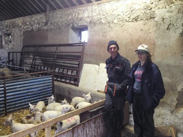 322 ewes give birth to more than 700 lambs 322 ewes give birth to more than 700 lambs