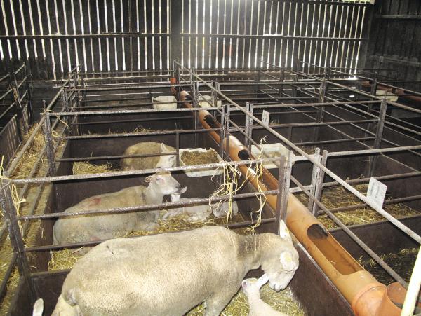 322 ewes give birth to more than 700 lambs 322 ewes give birth to more than 700 lambs