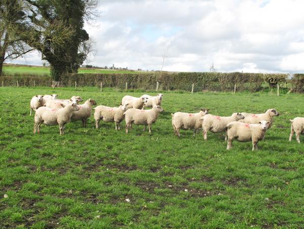 322 ewes give birth to more than 700 lambs 322 ewes give birth to more than 700 lambs