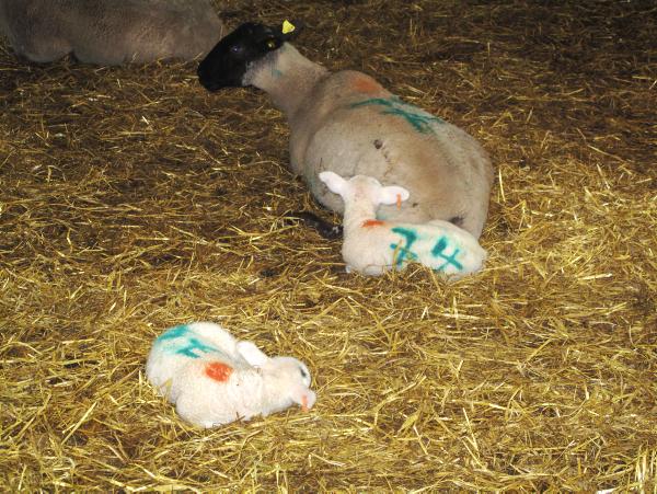 322 ewes give birth to more than 700 lambs 322 ewes give birth to more than 700 lambs