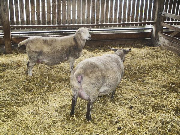 322 ewes give birth to more than 700 lambs 322 ewes give birth to more than 700 lambs
