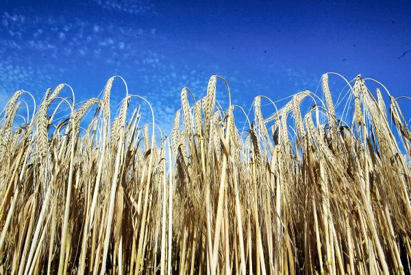 Crop protection 2014 - a special supplement Crop protection 2014 - a special supplement