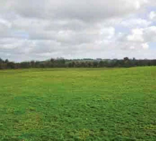 A prime piece of land for sale in east Galway A prime piece of land for sale in east Galway