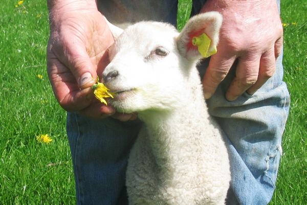 Farmer writes: Sheep grazing habits Farmer writes: Sheep grazing habits