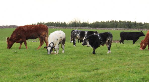 Managing sheep and cattle for early grazing in Mayo Managing sheep and cattle for early grazing in Mayo