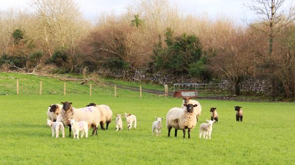 Managing sheep and cattle for early grazing in Mayo Managing sheep and cattle for early grazing in Mayo