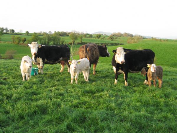 Farm walk on Charles Crawford's farm in Donegal Farm walk on Charles Crawford's farm in Donegal