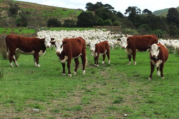 Farmer writes: Lessons from New Zealand on beef and sheep farming Farmer writes: Lessons from New Zealand on beef and sheep farming
