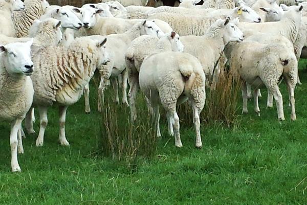 Farmer writes: Lessons from New Zealand on beef and sheep farming Farmer writes: Lessons from New Zealand on beef and sheep farming