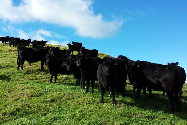 Farmer writes: Lessons from New Zealand on beef and sheep farming Farmer writes: Lessons from New Zealand on beef and sheep farming