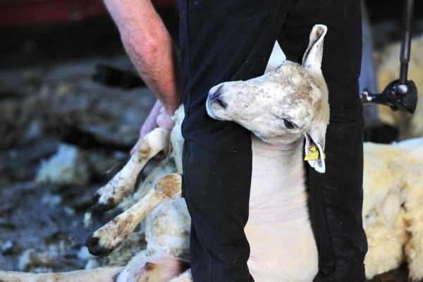 Archive: Top tips to make shearing easier Archive: Top tips to make shearing easier