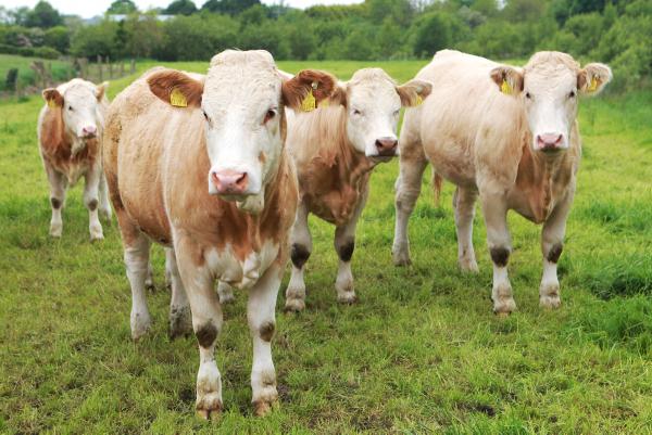British farmers protest over Polish beef imports British farmers protest over Polish beef imports