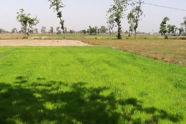 India - Untapped agricultural potential not helped by political bureaucracy India - Untapped agricultural potential not helped by political bureaucracy