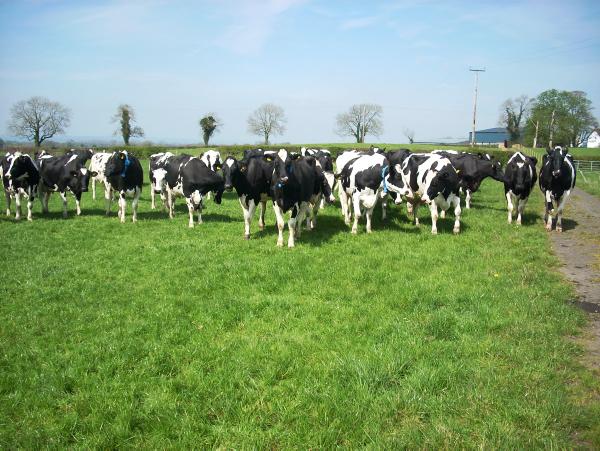 Changes to £PLI dairy genetic merit Changes to £PLI dairy genetic merit