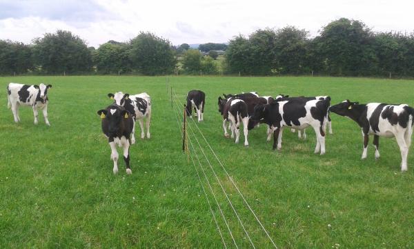 Successful dairy farming is all about having the right team Successful dairy farming is all about having the right team