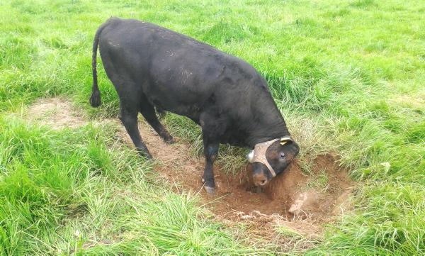 Successful dairy farming is all about having the right team Successful dairy farming is all about having the right team