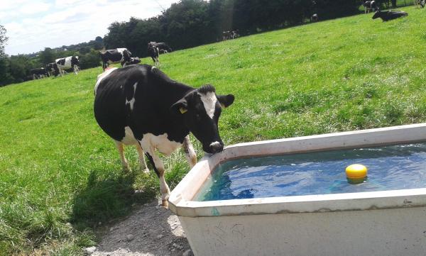 Successful dairy farming is all about having the right team Successful dairy farming is all about having the right team