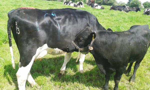 Successful dairy farming is all about having the right team Successful dairy farming is all about having the right team