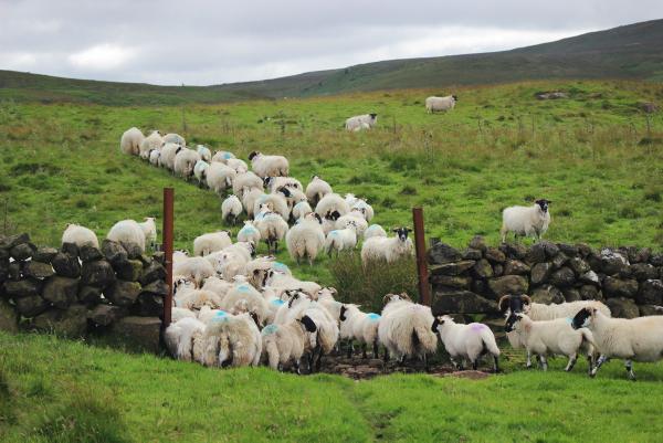 Maternal breeding for the hill Maternal breeding for the hill