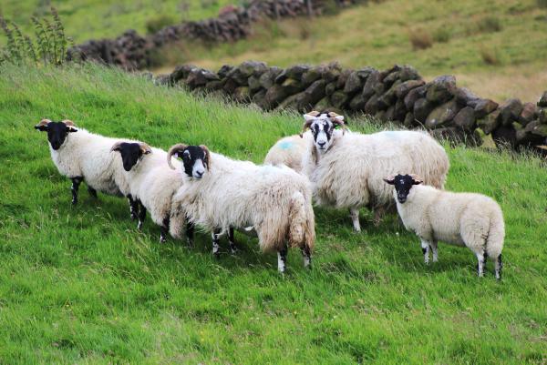 Maternal breeding for the hill Maternal breeding for the hill
