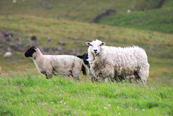 Maternal breeding for the hill Maternal breeding for the hill