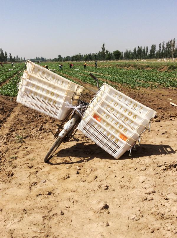 As China becomes more urbanised, who will feed their people? As China becomes more urbanised, who will feed their people?