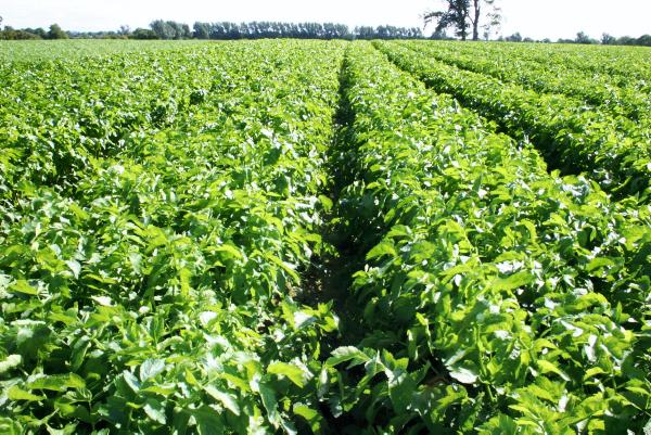 Farmer writes: Bank manager on the farm for the afternoon Farmer writes: Bank manager on the farm for the afternoon