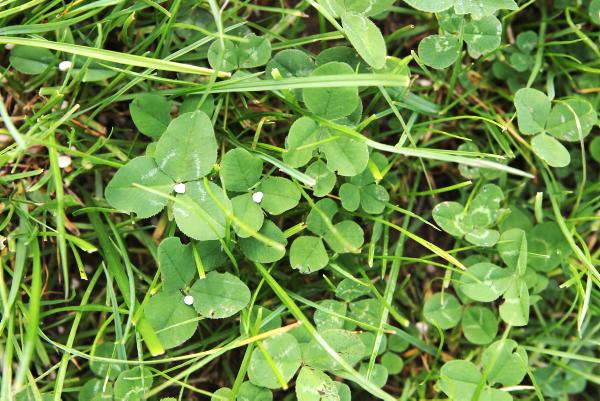 Thunder showers welcome relief on dry farms Thunder showers welcome relief on dry farms