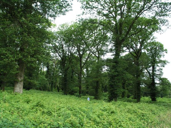 Oak timber in less than 100 years Oak timber in less than 100 years