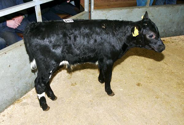 €8,000 cattle theft in Monaghan €8,000 cattle theft in Monaghan