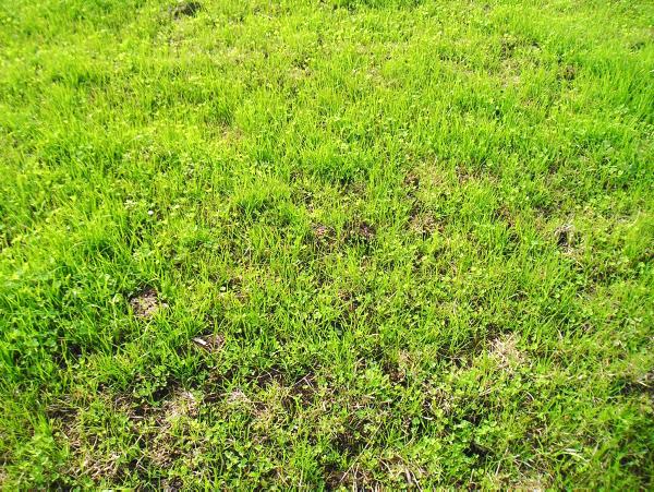 Reseeding this year? Here are some successful methods for reseeding Reseeding this year? Here are some successful methods for reseeding