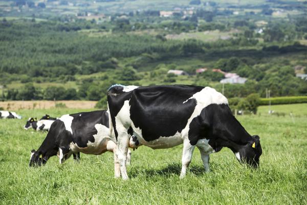 Overcoming land and labour limits are big issues for dairy farmers Overcoming land and labour limits are big issues for dairy farmers