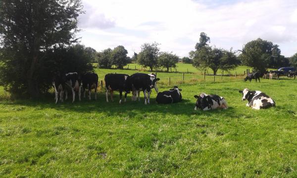 Farmer writes: Grass goes from surplus to deficit in four weeks Farmer writes: Grass goes from surplus to deficit in four weeks