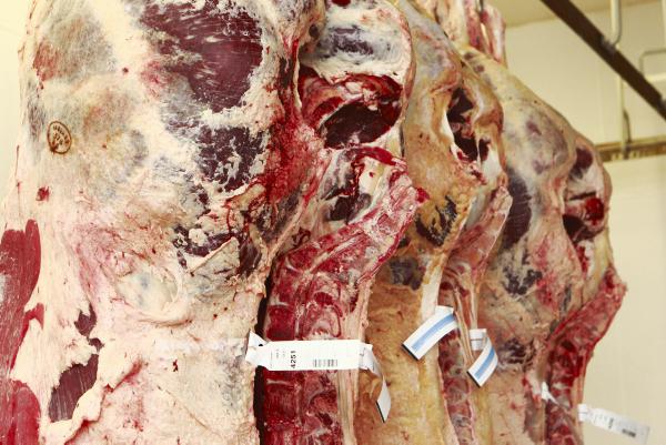 Cattle factory prices: Pressure on price as the kill increases Cattle factory prices: Pressure on price as the kill increases