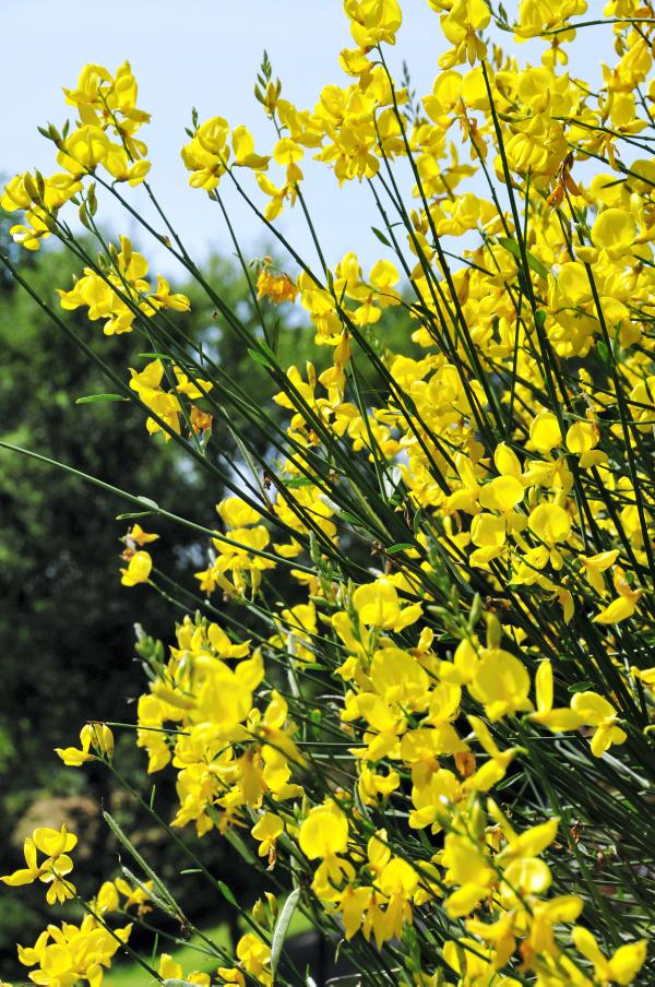 Spanish broom sparkles in the garden Spanish broom sparkles in the garden