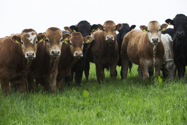 Russian ban on EU food – beef perspective Russian ban on EU food – beef perspective