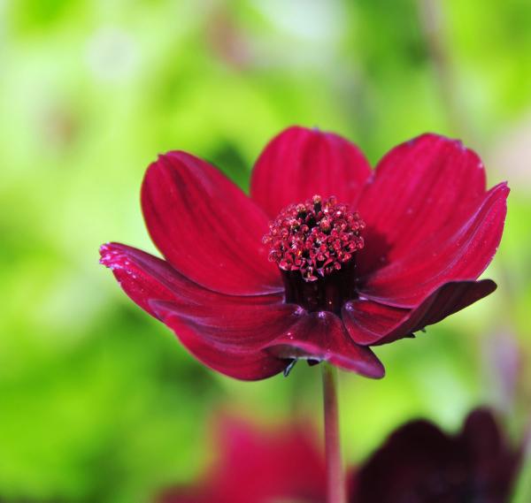Looking at the cosmos Looking at the cosmos