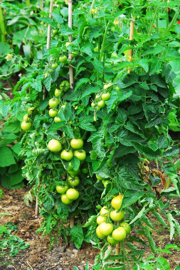 Looking at the cosmos Looking at the cosmos