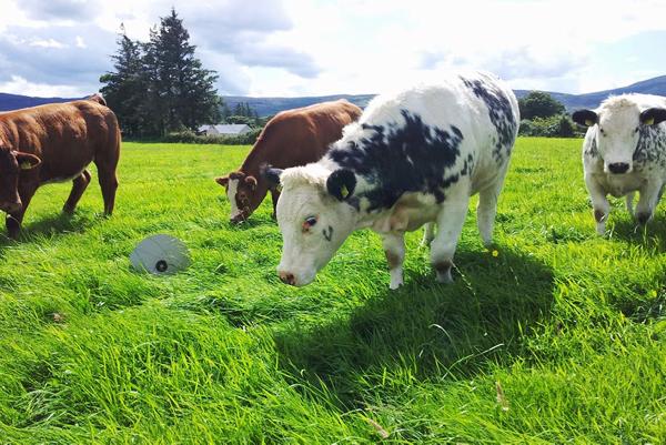 Farmer writes: Is it time for an “Irish Beef Board”? Farmer writes: Is it time for an “Irish Beef Board”?