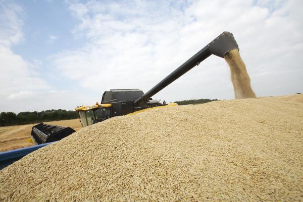 Big grain harvest now inevitable Big grain harvest now inevitable