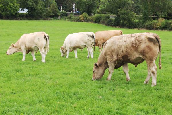 Low cost steer system on Kilkenny BETTER Farm Low cost steer system on Kilkenny BETTER Farm