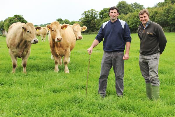 Low cost steer system on Kilkenny BETTER Farm Low cost steer system on Kilkenny BETTER Farm
