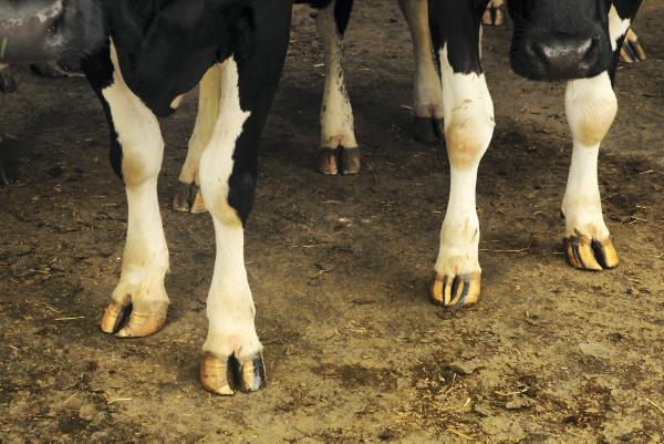 IFA and ICOS call for EU to protect agri sector from Russian ban impact IFA and ICOS call for EU to protect agri sector from Russian ban impact