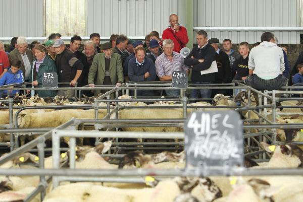 2011 still the year to beat for lamb mart trade 2011 still the year to beat for lamb mart trade