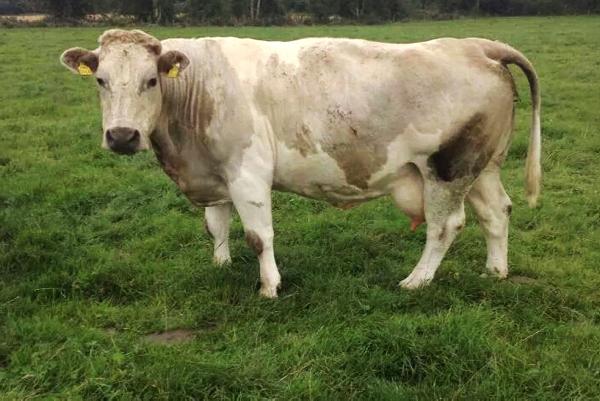 Farmer writes: Sourcing and retaining cows for breeding Farmer writes: Sourcing and retaining cows for breeding