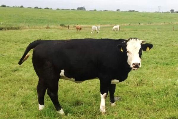 Farmer writes: Sourcing and retaining cows for breeding Farmer writes: Sourcing and retaining cows for breeding