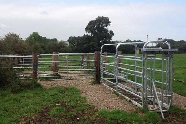 Farmer writes: Sourcing and retaining cows for breeding Farmer writes: Sourcing and retaining cows for breeding