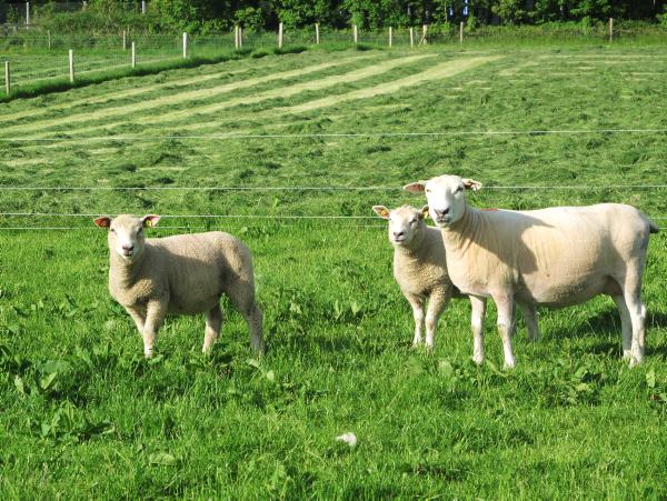 Feed and fertiliser reduce 2013 gross margins Feed and fertiliser reduce 2013 gross margins